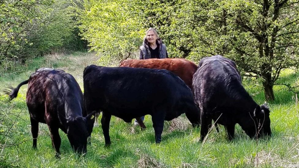 Cows lose calves after suspected dog chase — Barnsley news photo (BBC Sheffield & South Yorkshire)